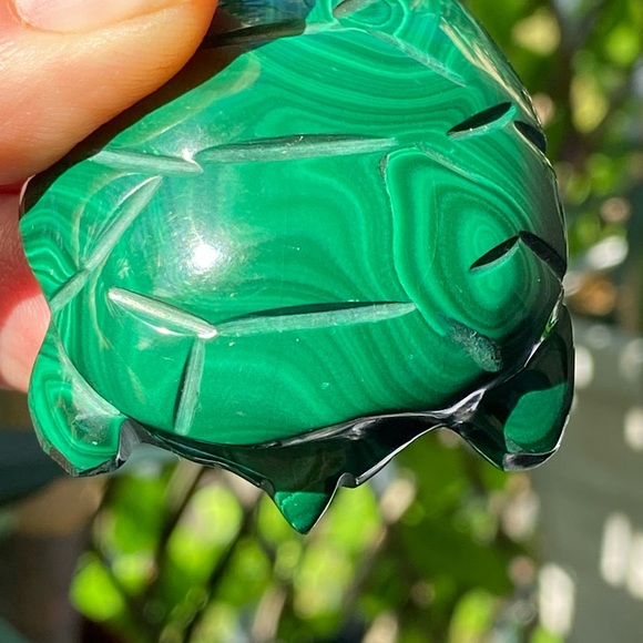 Malachite Turtle - Picture 8 of 16